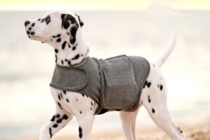Dalmatian puppy wearing a calming anxiety vest