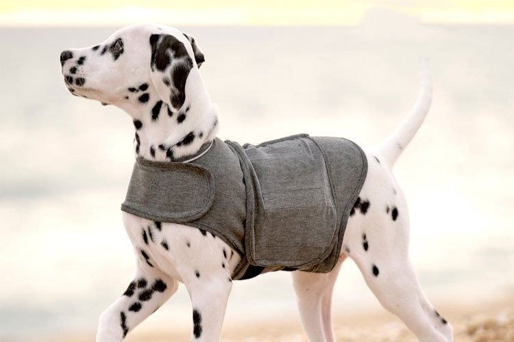 Dalmatian puppy wearing a calming anxiety vest