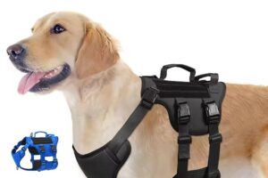 Golden retriever wearing a no-pull dog harness